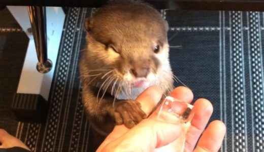 カワウソさくら 今年一年を流行だったアイスラグビーで締めくくる Otter and ice rugby