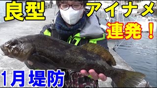 【泳がせ釣り】生きたルアー！ラグビー泳がせ釣りで低活性のアイナメを釣る！