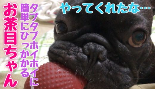 簡単に罠にかかるお茶目なフレンチブルドッグ【ラグビー】