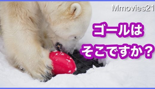ホッキョクグマ デナリ ひとりラグビーを楽しむ Polar Bears play