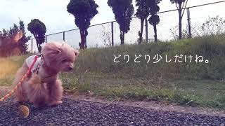 想いを乗せて散歩へ  ついでにラグビーw       5ワンズファミリーは頑張ってます