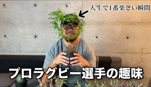 【趣味】プロラグビー選手の純情な愛情？？【塊根植物】