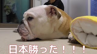 日本vs. アイルランドラグビーワールドカップ歴史的瞬間をブルドッグと迎える