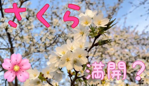 熊谷ラグビー場の桜 2021
