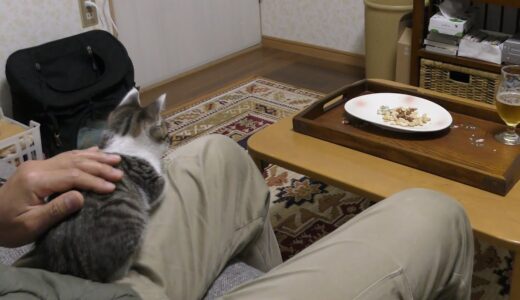 子猫、ラグビーの決勝に最後まで釘付け