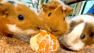 みかんあげたら、ラグビー始まったw【モルモット・ウサギ・ヤギ】Guinea pigs eat oranges