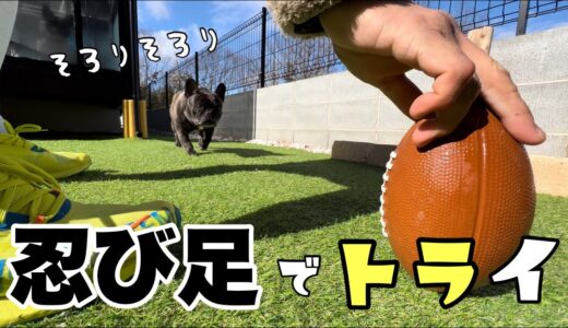 爆笑ｗｗ退屈そうだったのでラグビーボールで遊んでみた！