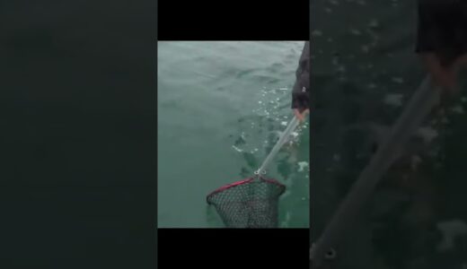 ラグビーボールみたいな巨大なイカを釣り上げた！#shorts